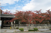 天孫神社の紅葉