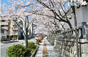 天孫神社の桜