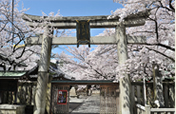 天孫神社の桜