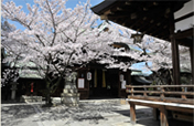 天孫神社の桜