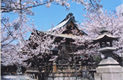 天孫神社の桜